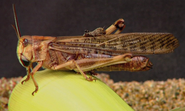 La reproduction du Criquet migrateur - 13mn 12s